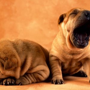 Adorables Cachorros Shar Pei