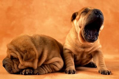 Adorables Cachorros Shar Pei