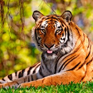 Tigre Majestuoso en la Naturaleza