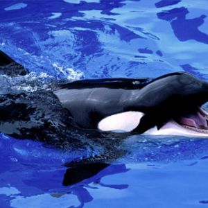 Orca nadando en aguas azules