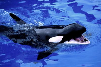 Orca nadando en aguas azules