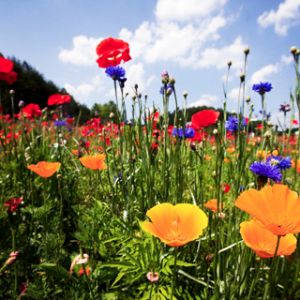 Campo de Flores Vibrantes