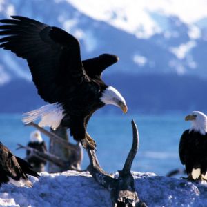 Águilas Calvas en la Naturaleza
