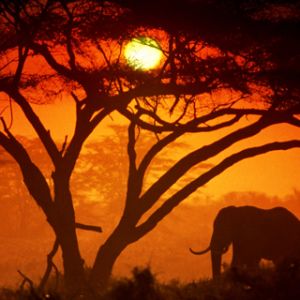 Silhouette de Elefante al Atardecer