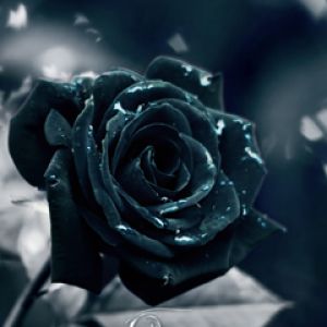 Rosa Negra con Gotas de Agua