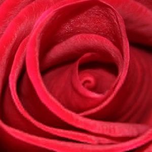Rosa Roja Acercada