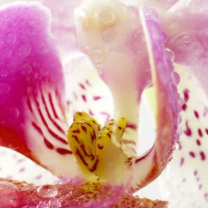 Hermosa Orquídea Rosa