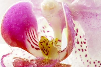Hermosa Orquídea Rosa