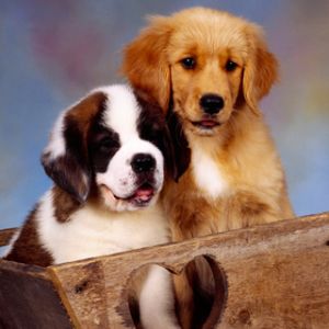 Cachorros Lindos en una Canasta