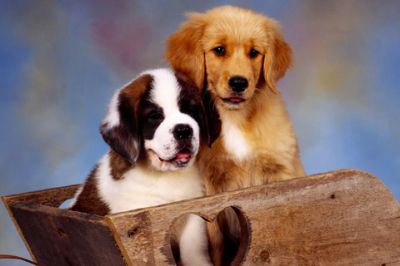 Cachorros Lindos en una Canasta