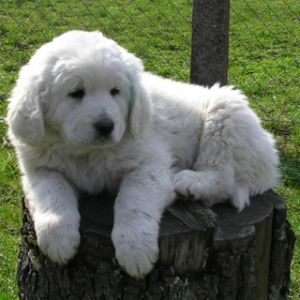 Cachorro Bonito en un Tronco