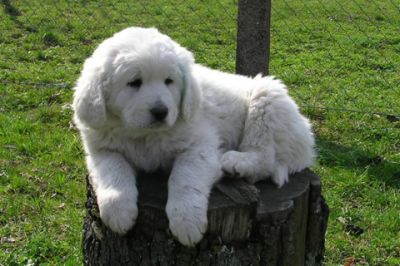 Cachorro Bonito en un Tronco