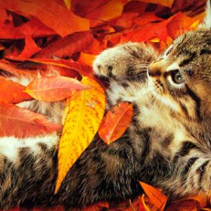 Gatito Adorable en Hojas de Otoño
