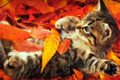 Gatito Adorable en Hojas de Otoño