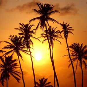 Atardecer con Palmeras