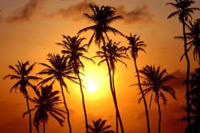 Atardecer con Palmeras