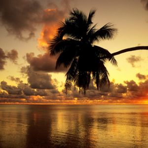 Atardecer Tropical con Palma