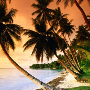 Atardecer Tropical con Palmeras