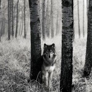 Lobo en el Bosque