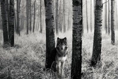 Lobo en el Bosque