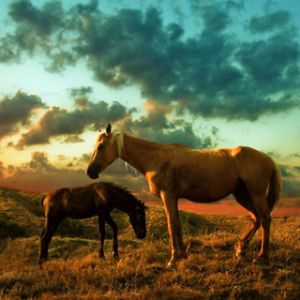 Caballos al Atardecer
