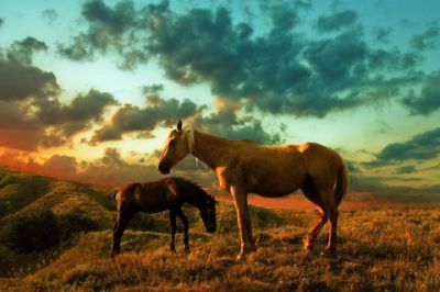 Caballos al Atardecer