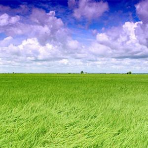 Campos Verdes Vibrantes y Cielo Azul