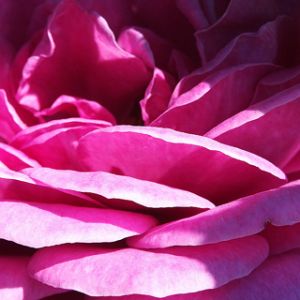 Rosa Rosa Vibrante en Primer Plano