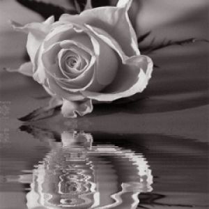 Hermosa Rosa en Blanco y Negro