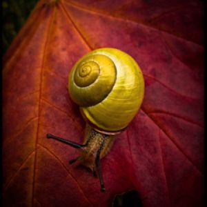 Caracol amarillo en hoja de otoño