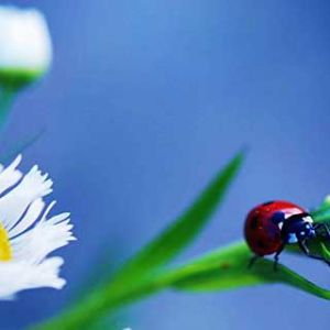 Mariquita en Flor