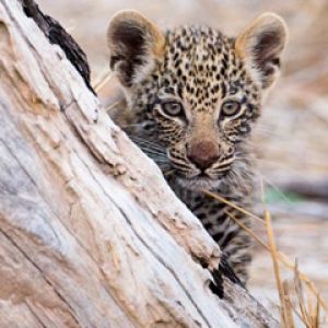 Cachorro de Leopardo en la Naturaleza