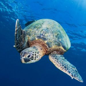 Tortuga Marina Bajo el Agua
