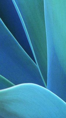 Hojas Abstractas Azules