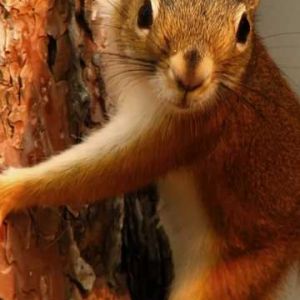 Ardilla Trepando un Árbol