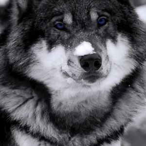 Lobo Majestuoso en la Nieve