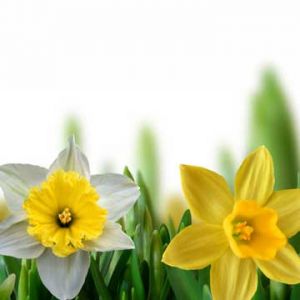 Hermosos Narcisos en Flor