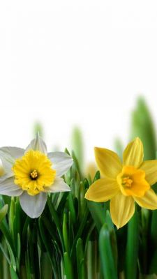 Hermosos Narcisos en Flor
