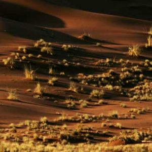 Avestruz en paisaje desértico