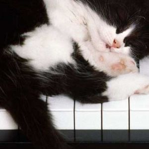 Gato Durmiendo en el Piano