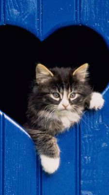 Gato Lindos en Ventana con Forma de Corazón
