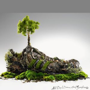 Árbol en miniatura sobre roca