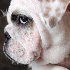 Perfil de Bulldog Adorable