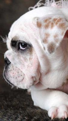 Perfil de Bulldog Adorable