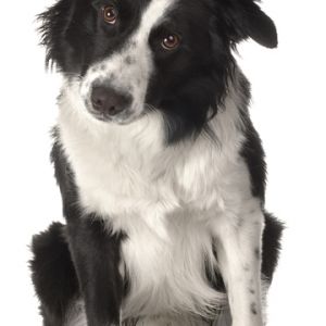 Perro Border Collie Adorable
