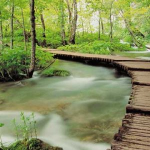Arroyo Forestal Sereno