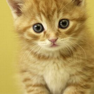 Gatito Naranja Adorable