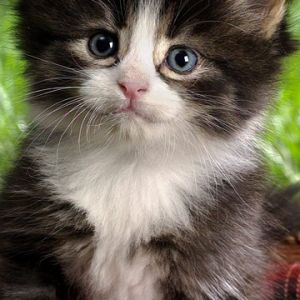 Gatito Adorable y Esponjoso