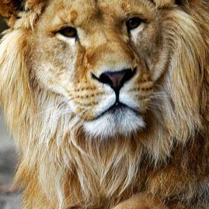 León Majestuoso en Primer Plano