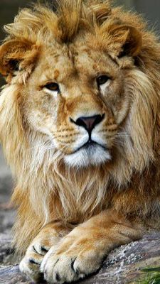 León Majestuoso en Primer Plano